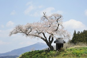 田村市＿小沢の桜