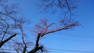 開成山公園正門前のエドヒガンザクラ、この公園で一番最初に咲くと言われています。 開成山公園正門前のエドヒガンザクラ、この公園で一番最初に咲くと言われています。 だいぶかわいそうなぐらい剪定されてしまいましたが、咲き始めていました。
