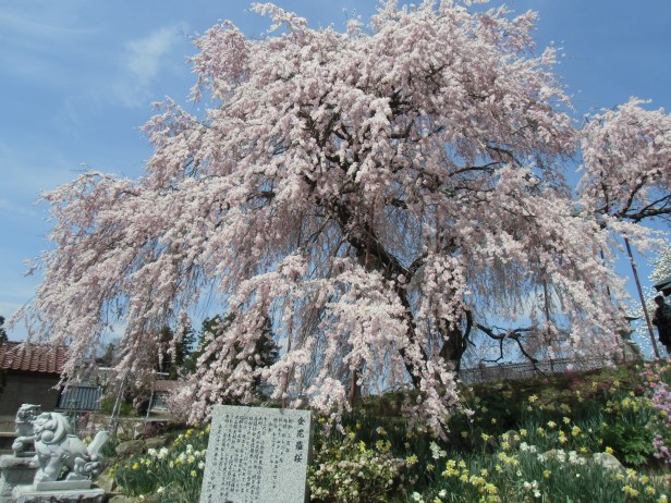 金毘羅桜