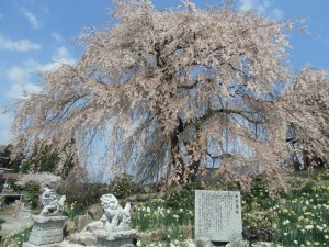 金毘羅桜