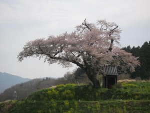 小沢の桜IMG_0326 (1)