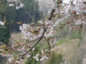 小沢の桜IMG_0326 (2)