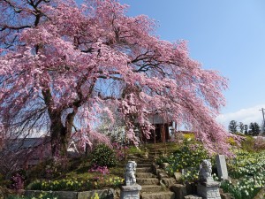 金毘羅桜201604061 (2)