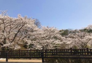 0404_須賀川市翠ヶ丘公園2(4月4日撮影) (1)