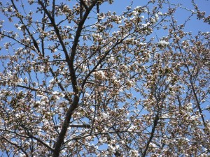 小沢の桜 開接写