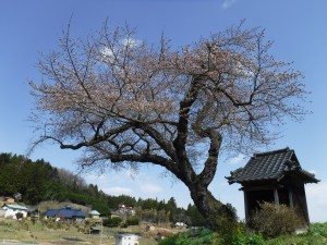 小沢の桜 開花