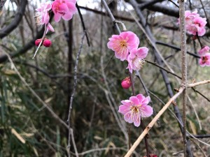 地蔵桜3月10日_190310_0021