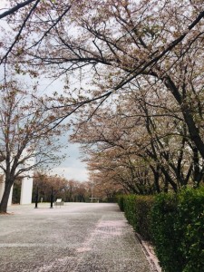20190424 逢瀬公園_190424_0001