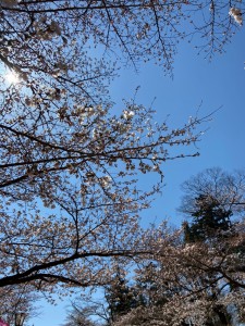 0403日大の桜_200403_0006