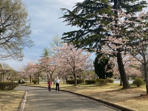 開成山公園桜_220413_6
