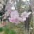 開成山大神宮桜祭り_220413_0