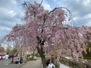 開成山大神宮桜祭り_220413_3